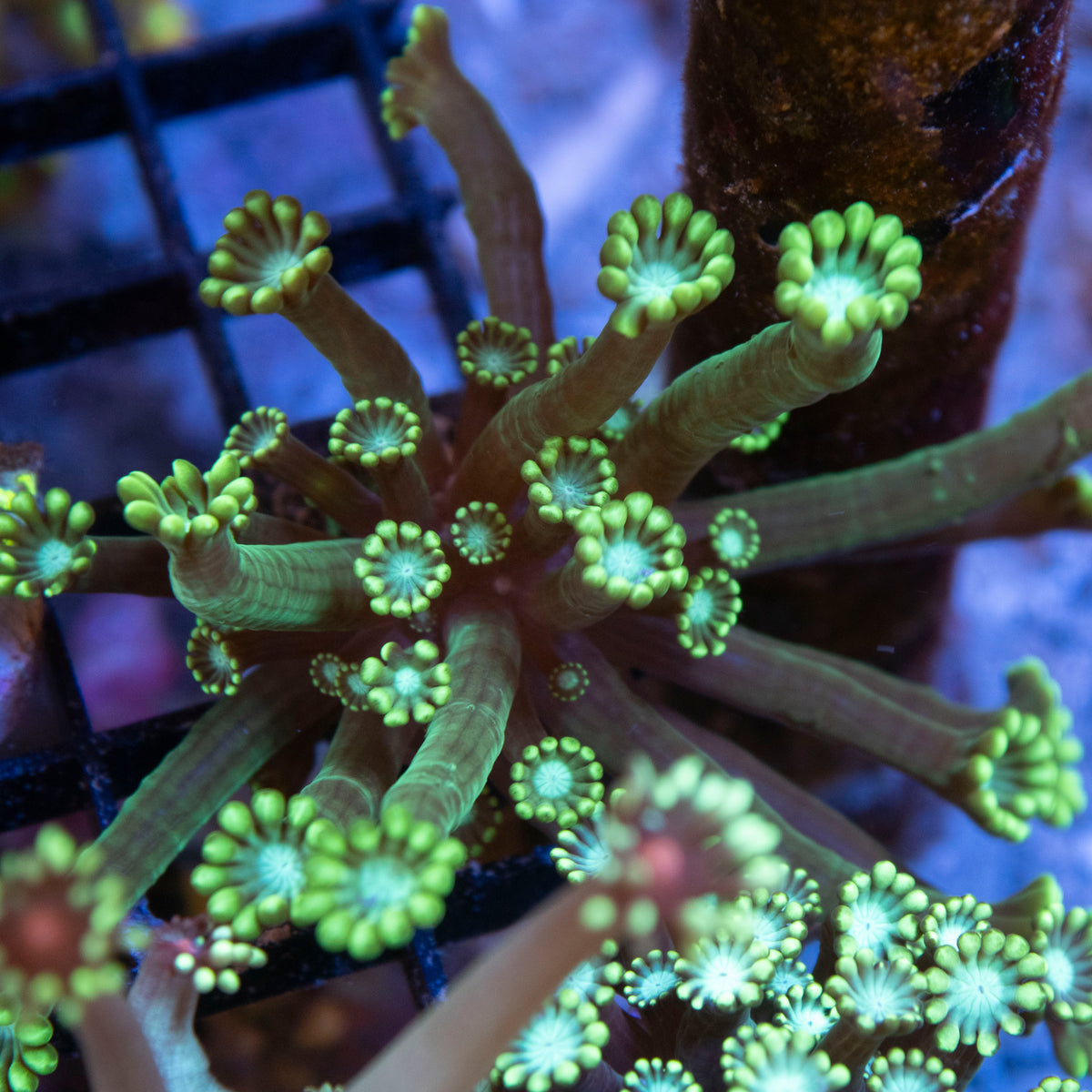 Assorted Alveopora coral frag from AquaGem Corals