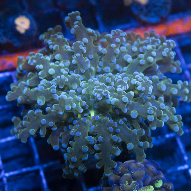 Assorted Frogspawn