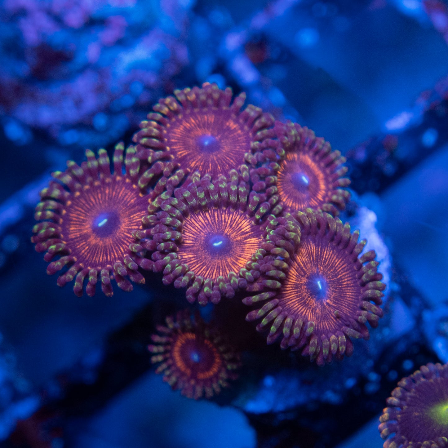 Assorted Zoa WYSIWYG coral from AquaGemCorals