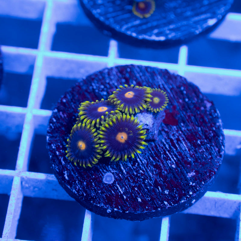 Assorted Zoas - AquaGemCorals