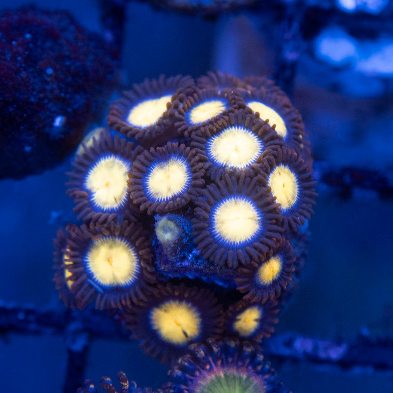 Assorted Zoas - AquaGemCorals