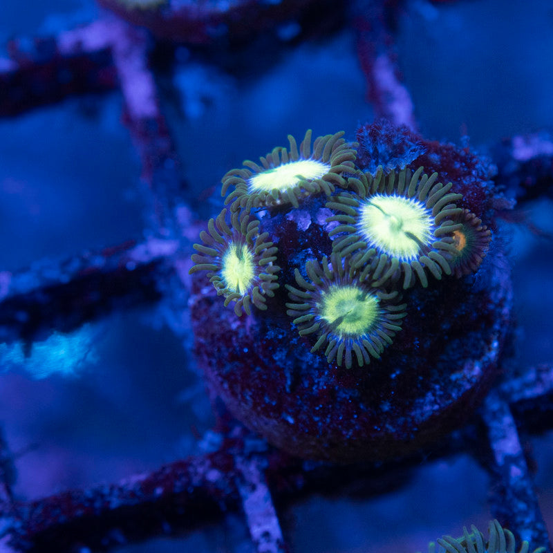 Assorted Zoas - AquaGemCorals