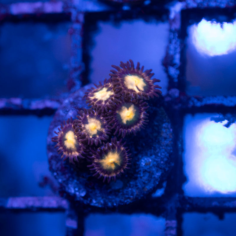 Assorted Zoas - AquaGemCorals