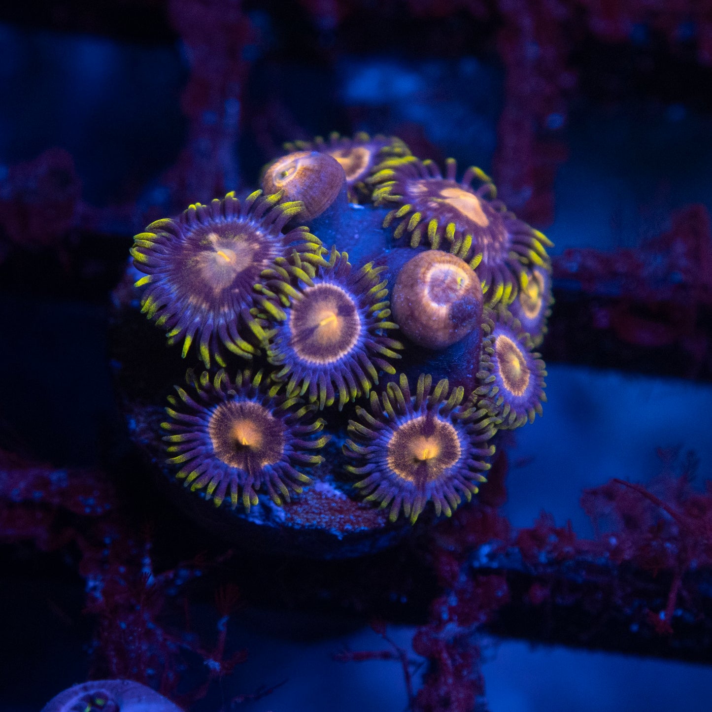 Assorted Zoas