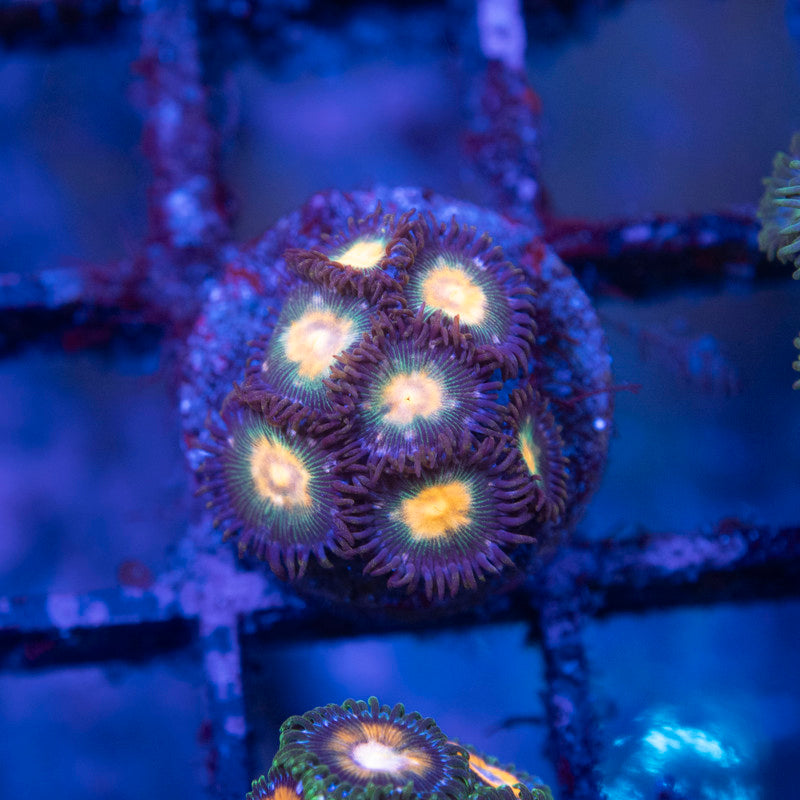 Assorted Zoas - AquaGemCorals