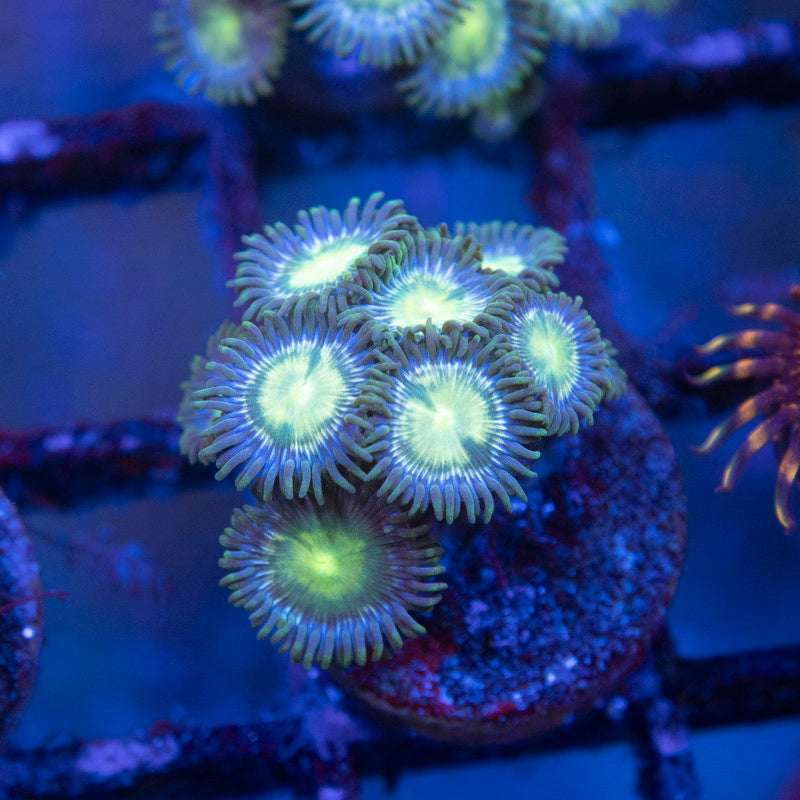 Assorted Zoas - AquaGemCorals