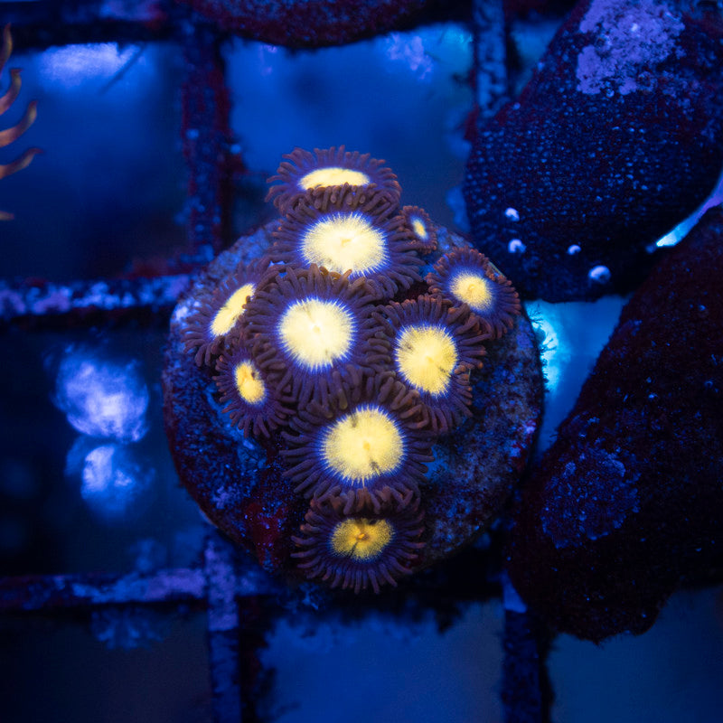 Assorted Zoas - AquaGemCorals