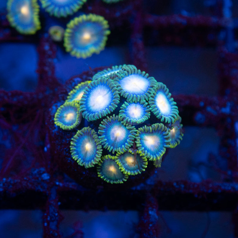 Assorted Zoas - AquaGemCorals