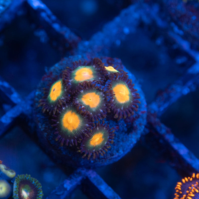 Assorted Zoas