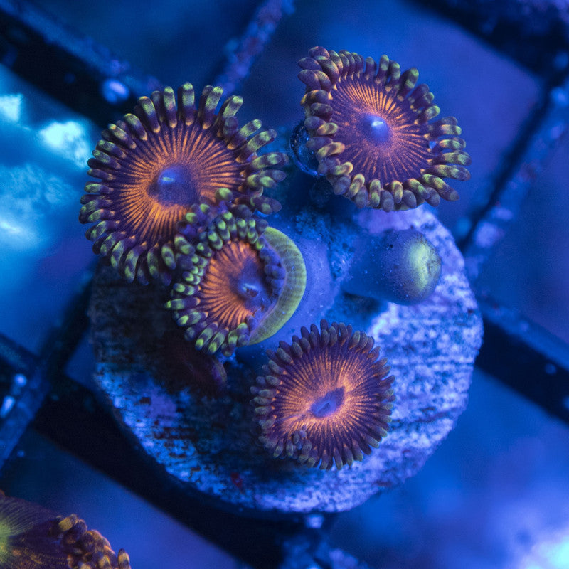 Assorted Zoas