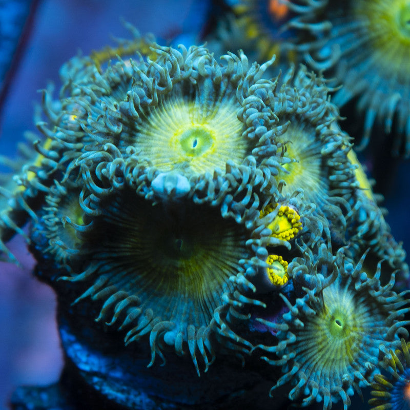 Assorted Zoas live coral for reef aquarium