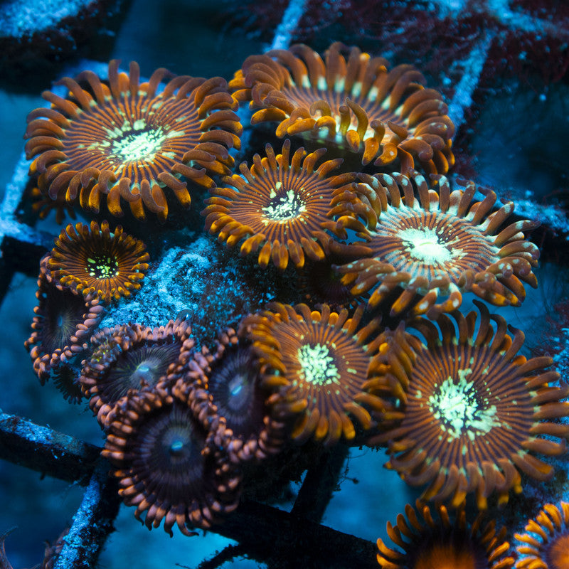Assorted Zoas live coral for reef aquarium