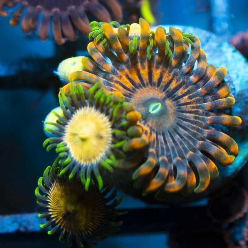 Assorted Zoas live coral for reef aquarium