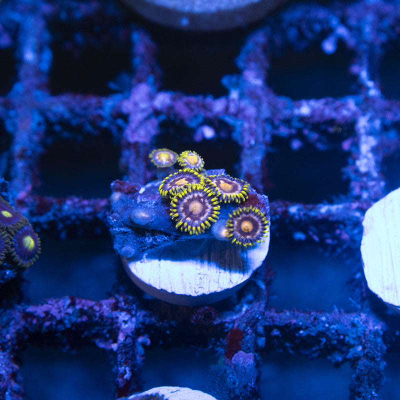 Assorted Zoas