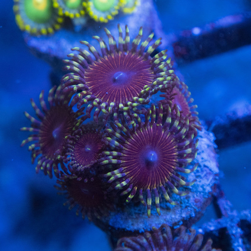 Assorted Zoas WYSIWYG live coral for sale at AquaGemCorals