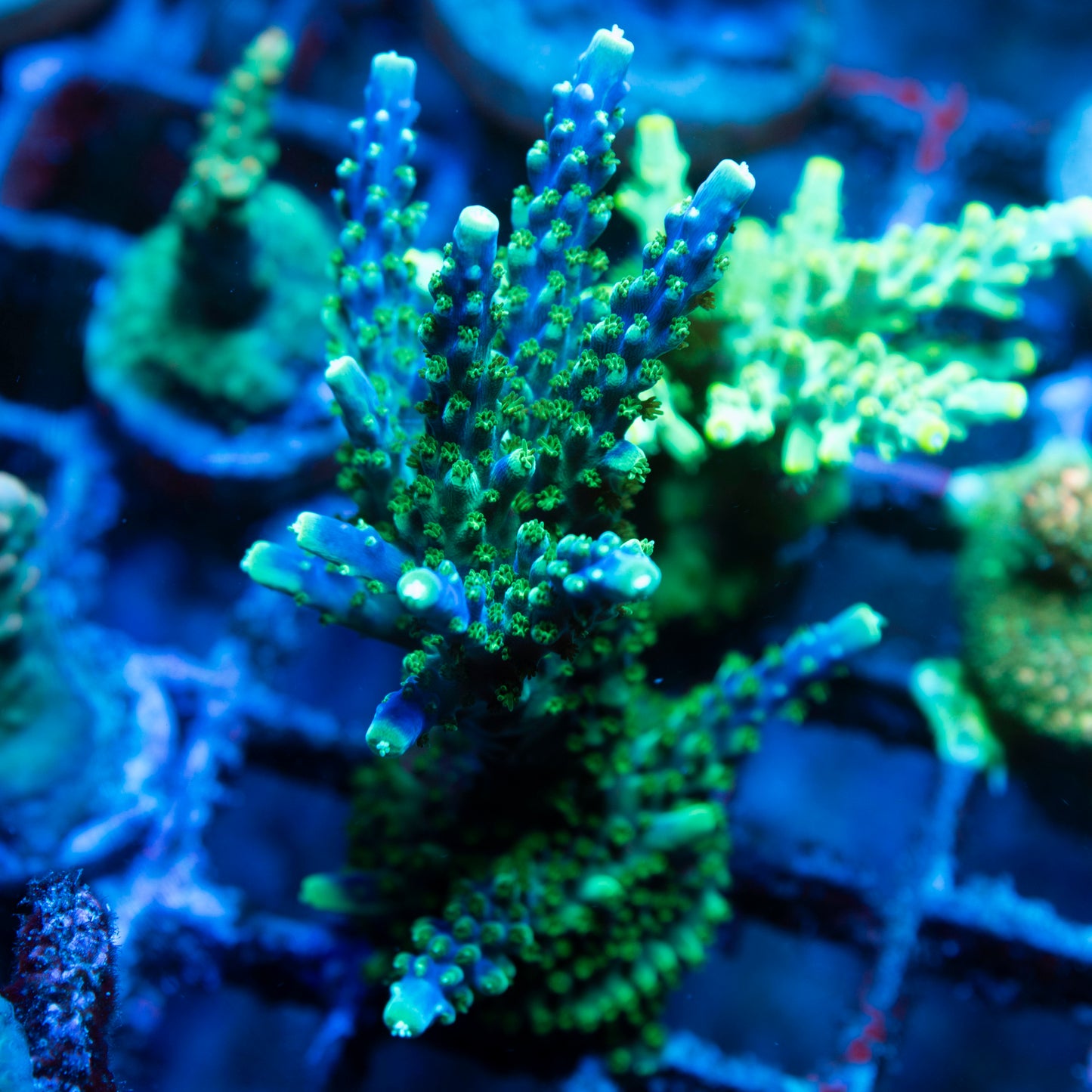 Assorted Acropora