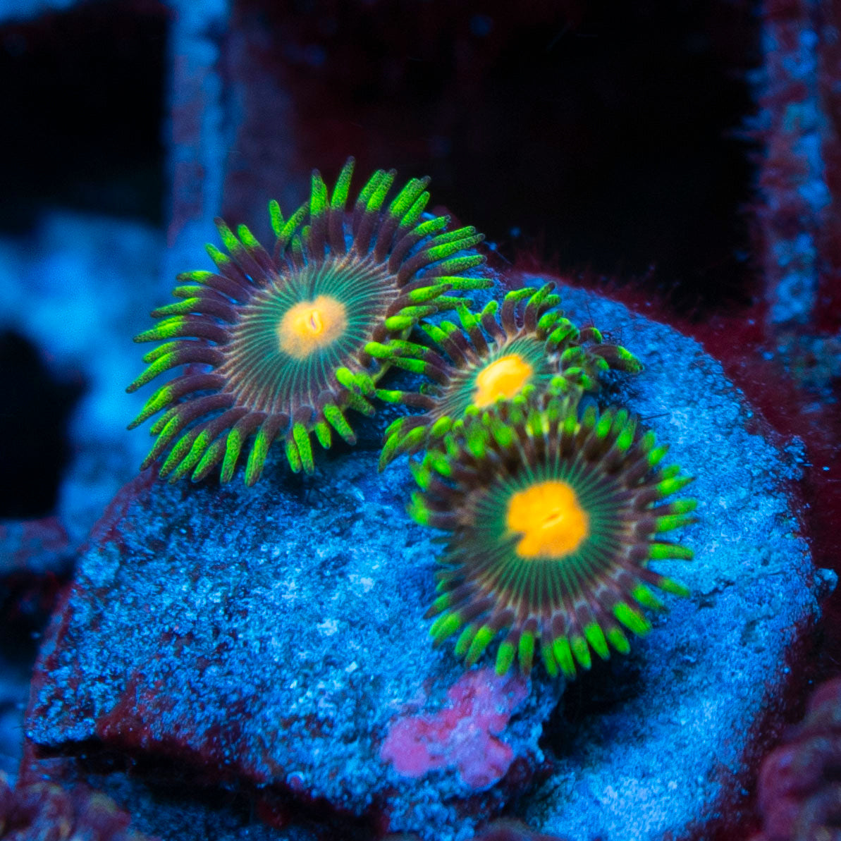 Assorted Zoas