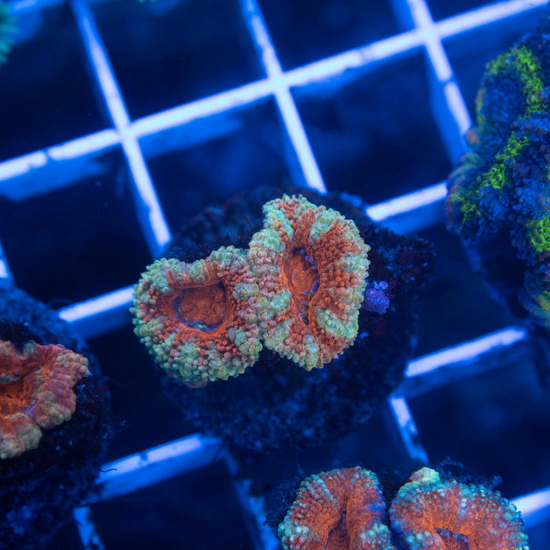 Aussie Acan Lordhowensis