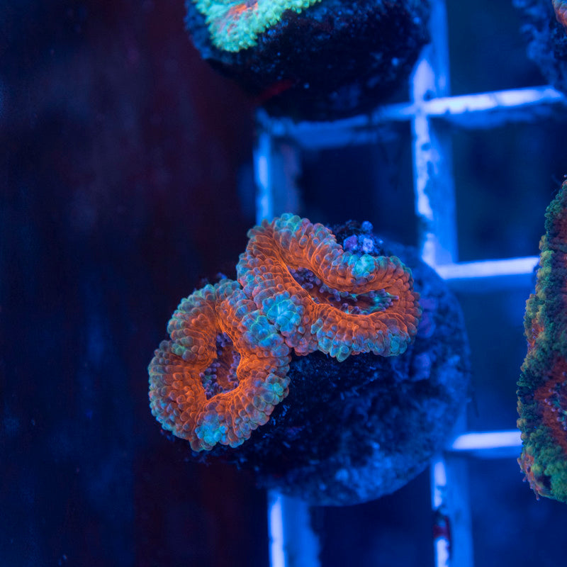 Aussie Acan Lordhowensis