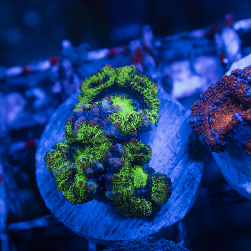Aussie Acan Lordhowensis