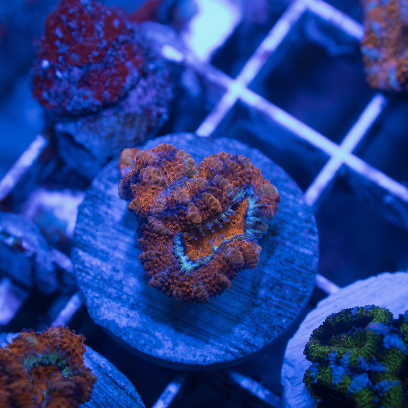 Aussie Acan Lordhowensis