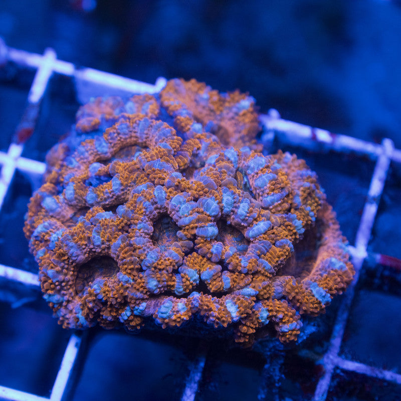 Aussie Acan mini colony Lordhowensis