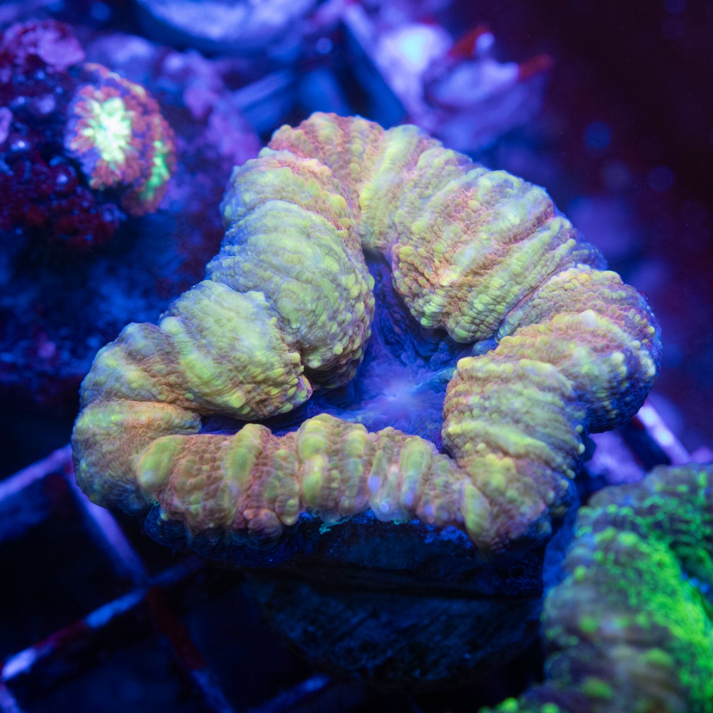 Aussie Lobophyllia