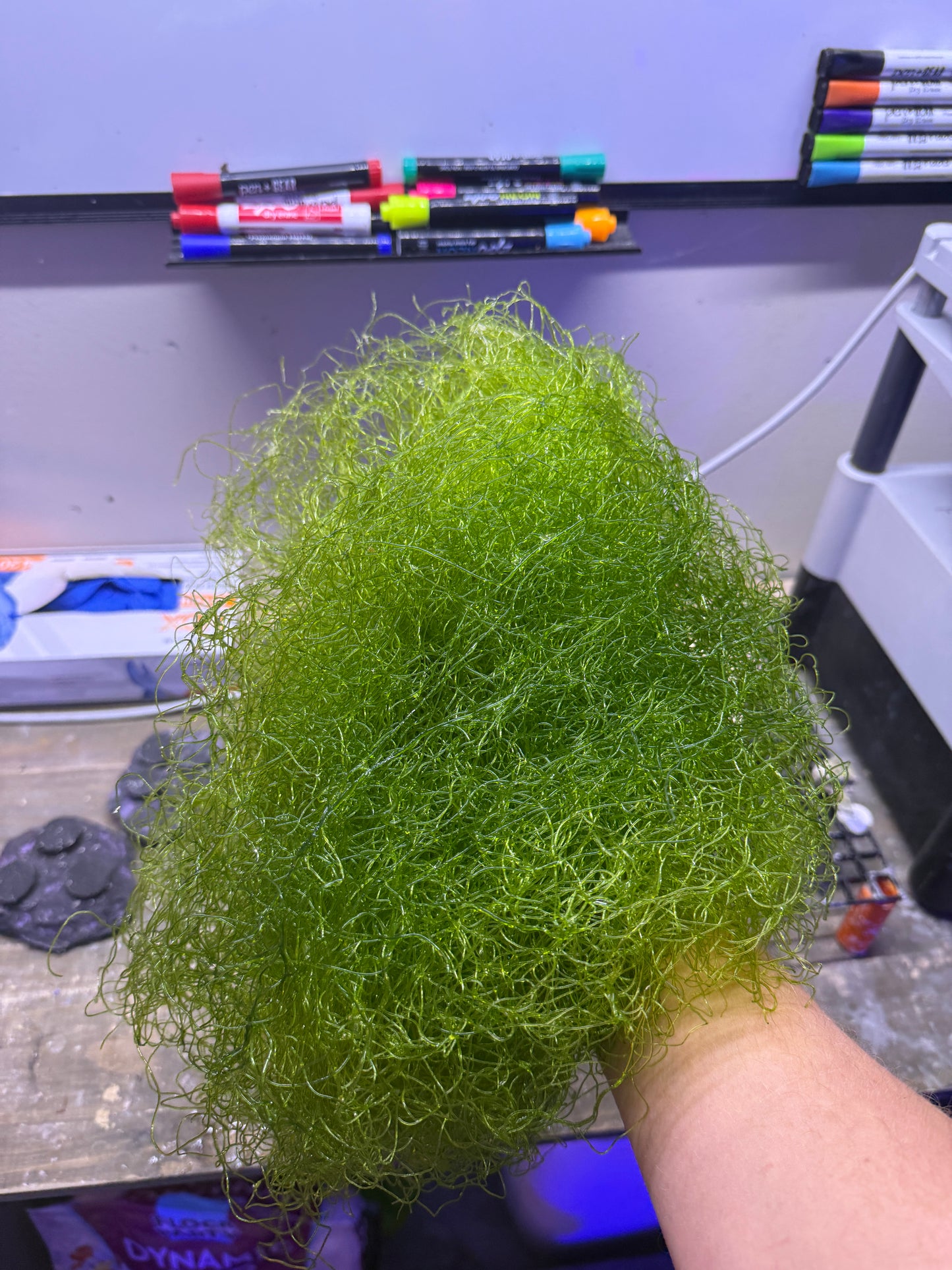 Chaetomorpha (Chaeto)