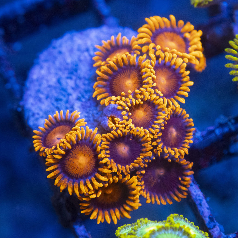 Bam Bam Zoas WYSIWYG live coral for sale at AquaGemCorals