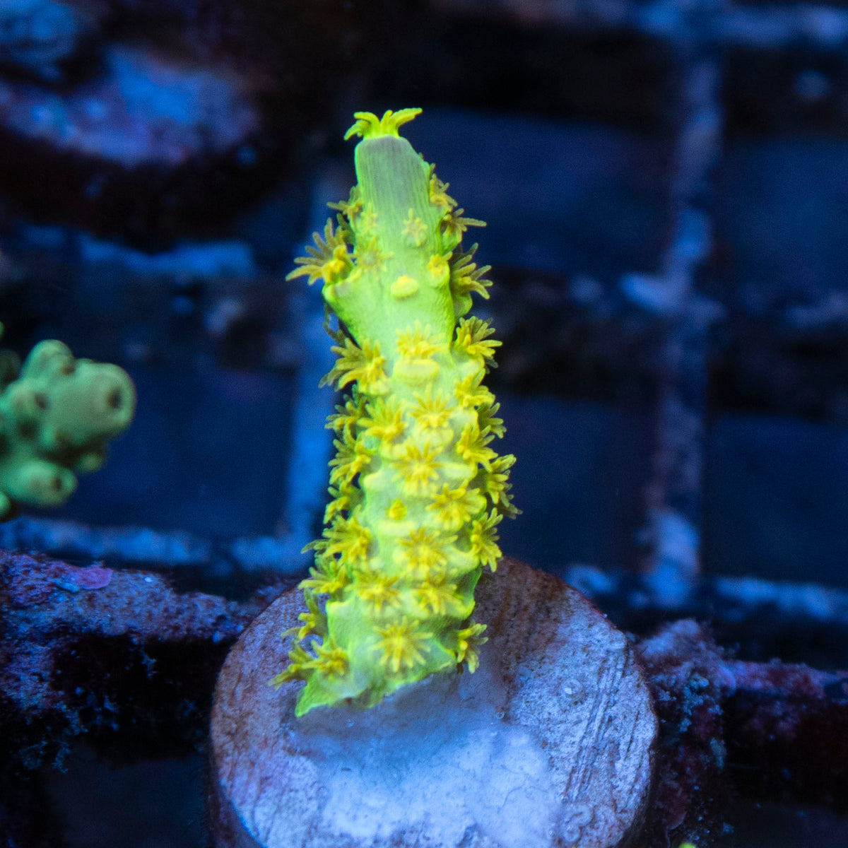 Big R Walt Disney Acro coral frag from AquaGem Corals