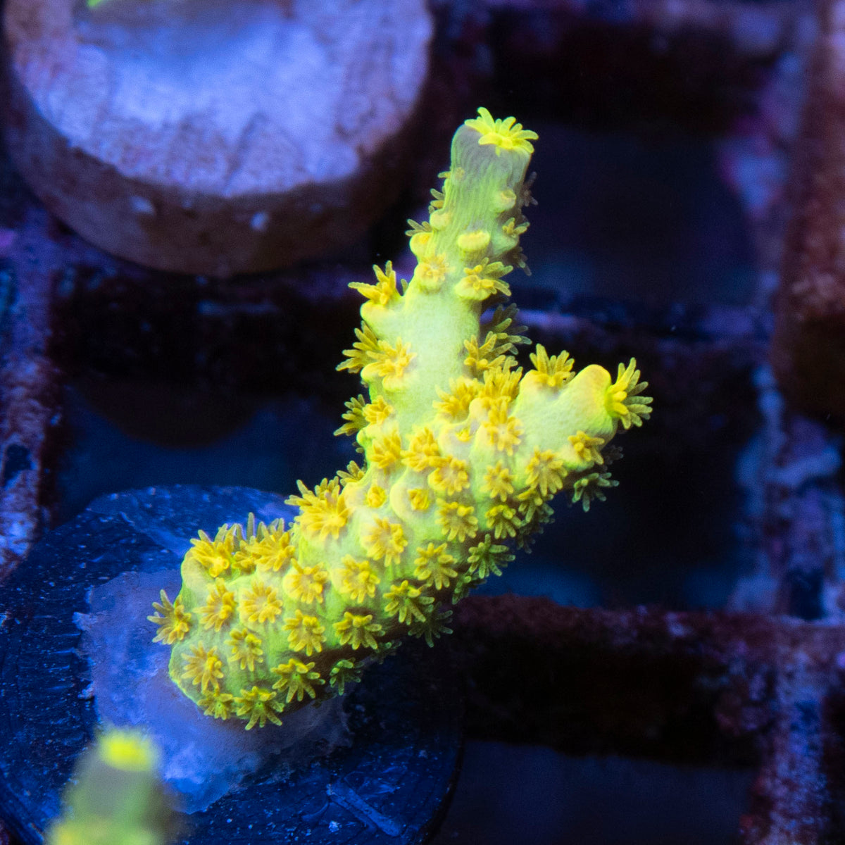 Big R Walt Disney Acro coral frag from AquaGem Corals