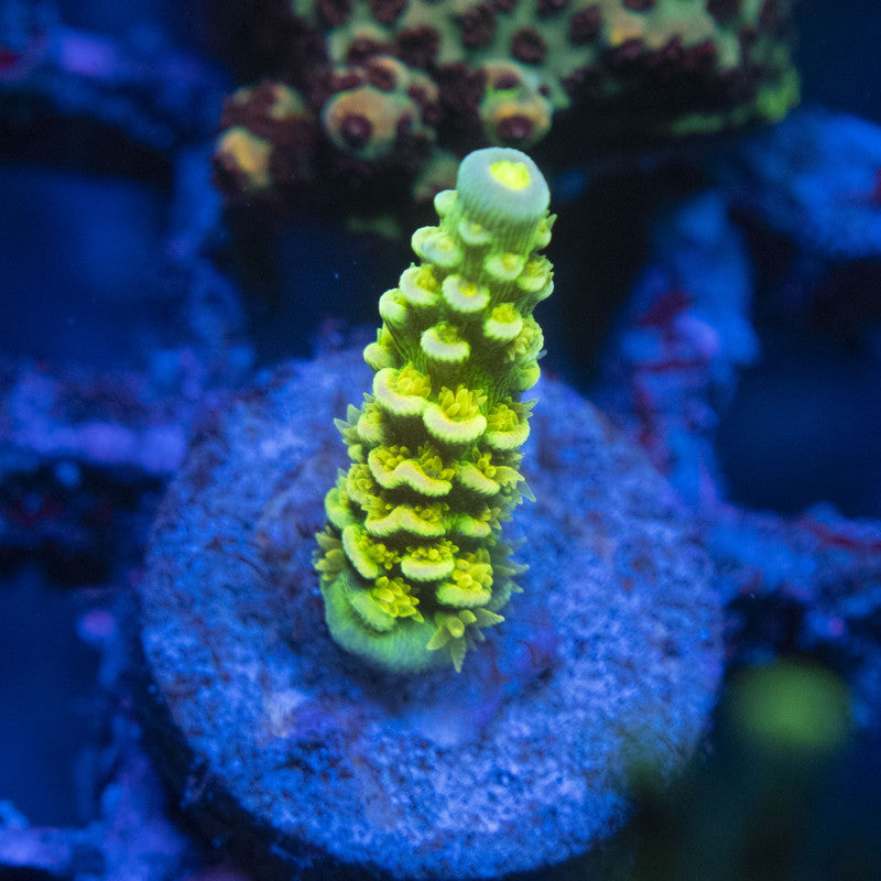 Big R Walt Disney Acropora WYSIWYG live coral for sale at AquaGemCorals