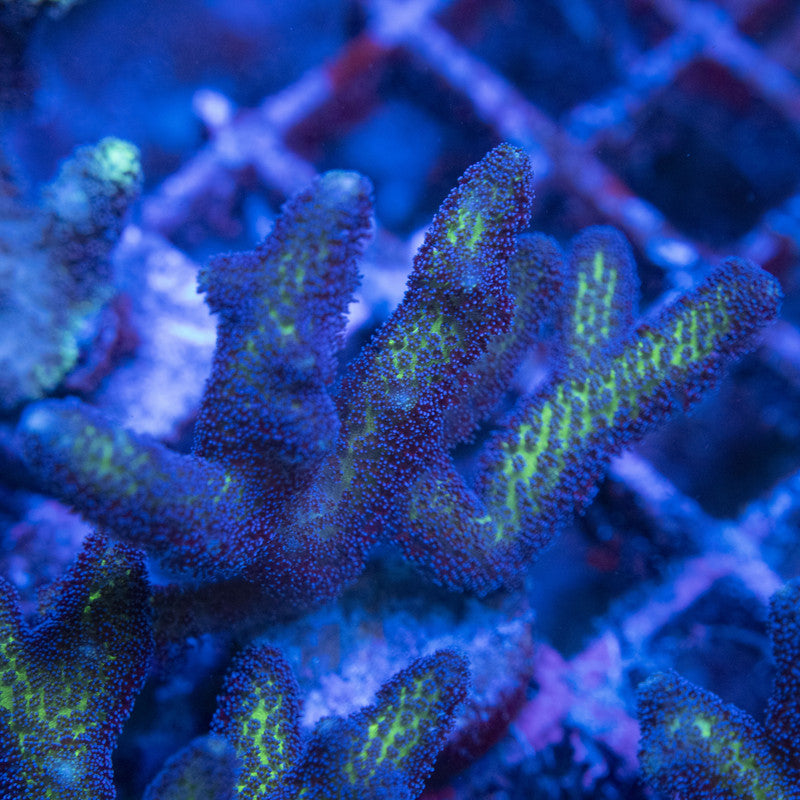 Birds of paradise Seriatopora WYSIWYG live coral for sale at AquaGemCorals