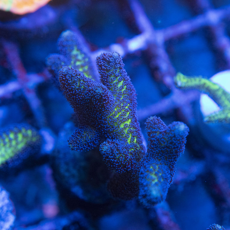 Birds of paradise Seriatopora WYSIWYG live coral for sale at AquaGemCorals
