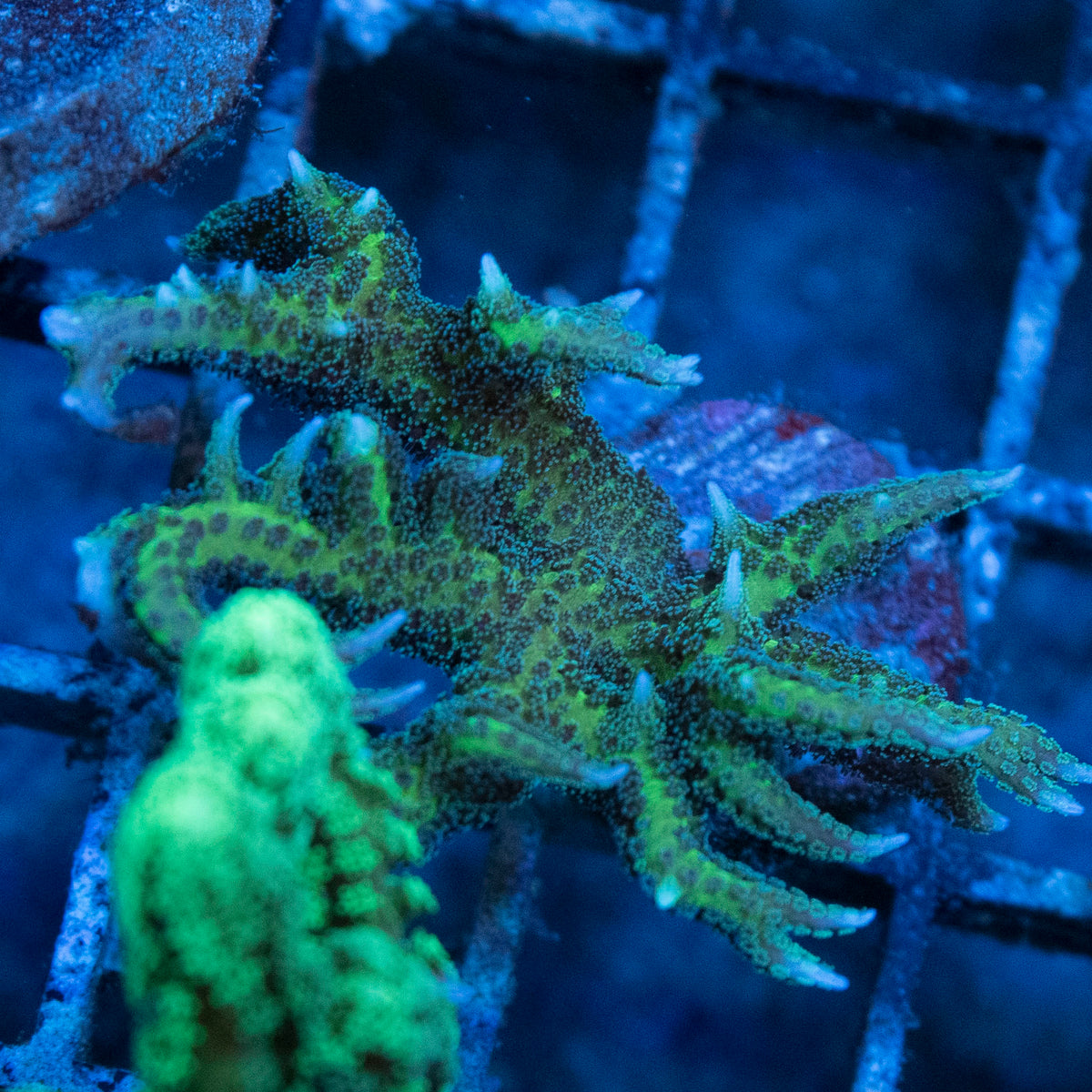 Birdsnest Seriatopora coral frag from AquaGem Corals