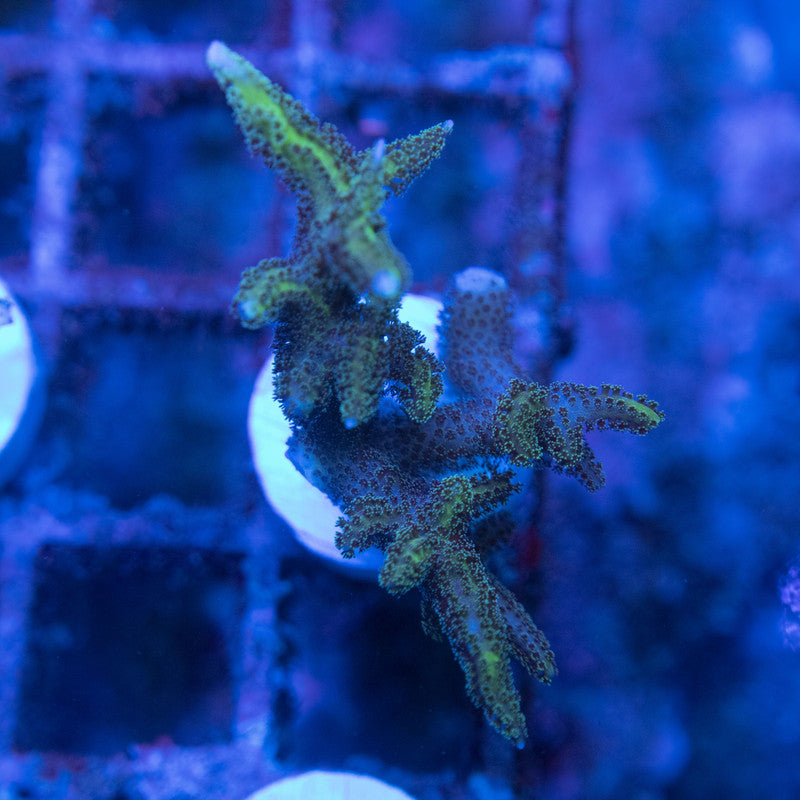 Birdsnest WYSIWYG live coral for sale at AquaGemCorals