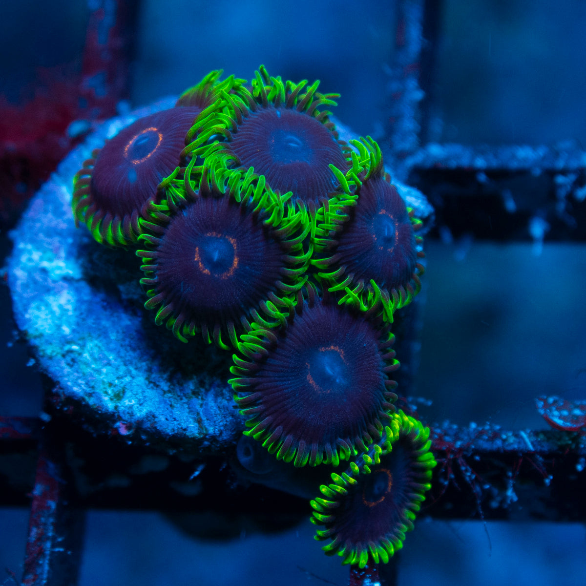 Black Eye Peas Zoa live reef coral - AquaGemCorals