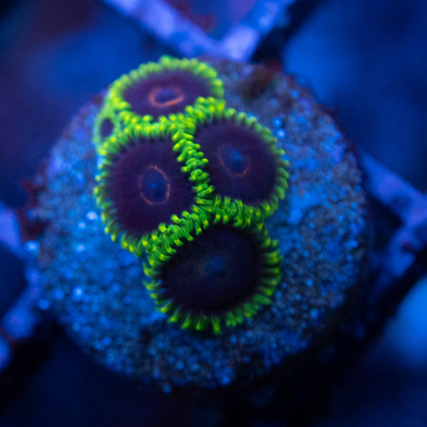 Black Eye Peas Zoas WYSIWYG coral from AquaGemCorals
