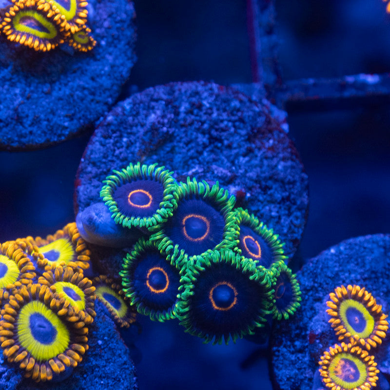 Black Eye Peas Zoas