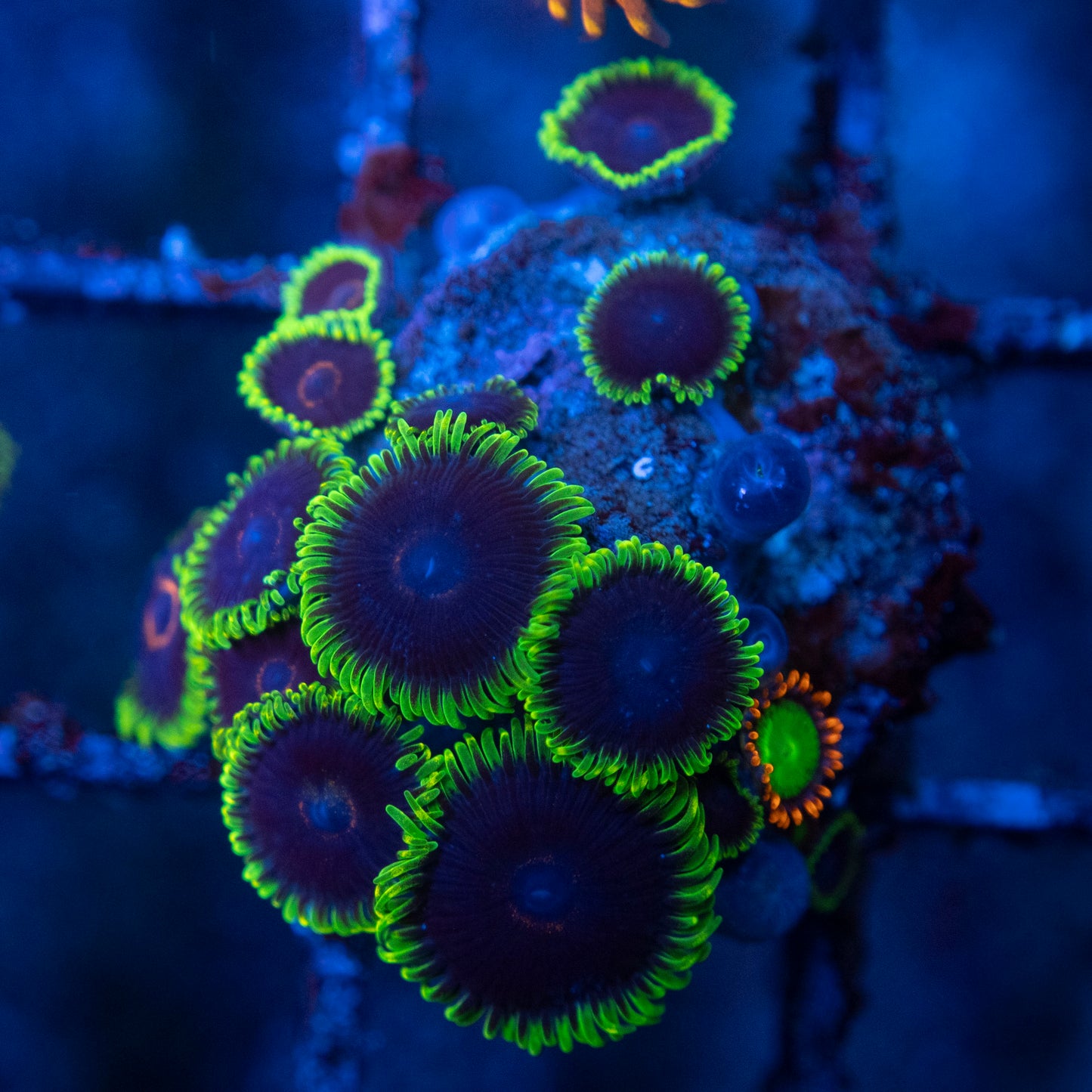 Black Eye Peas Zoas WYSIWYG coral from AquaGemCorals