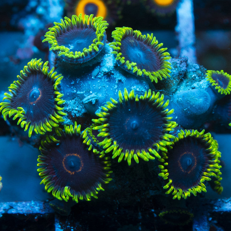 Black eye peas Zoas live coral for reef aquarium