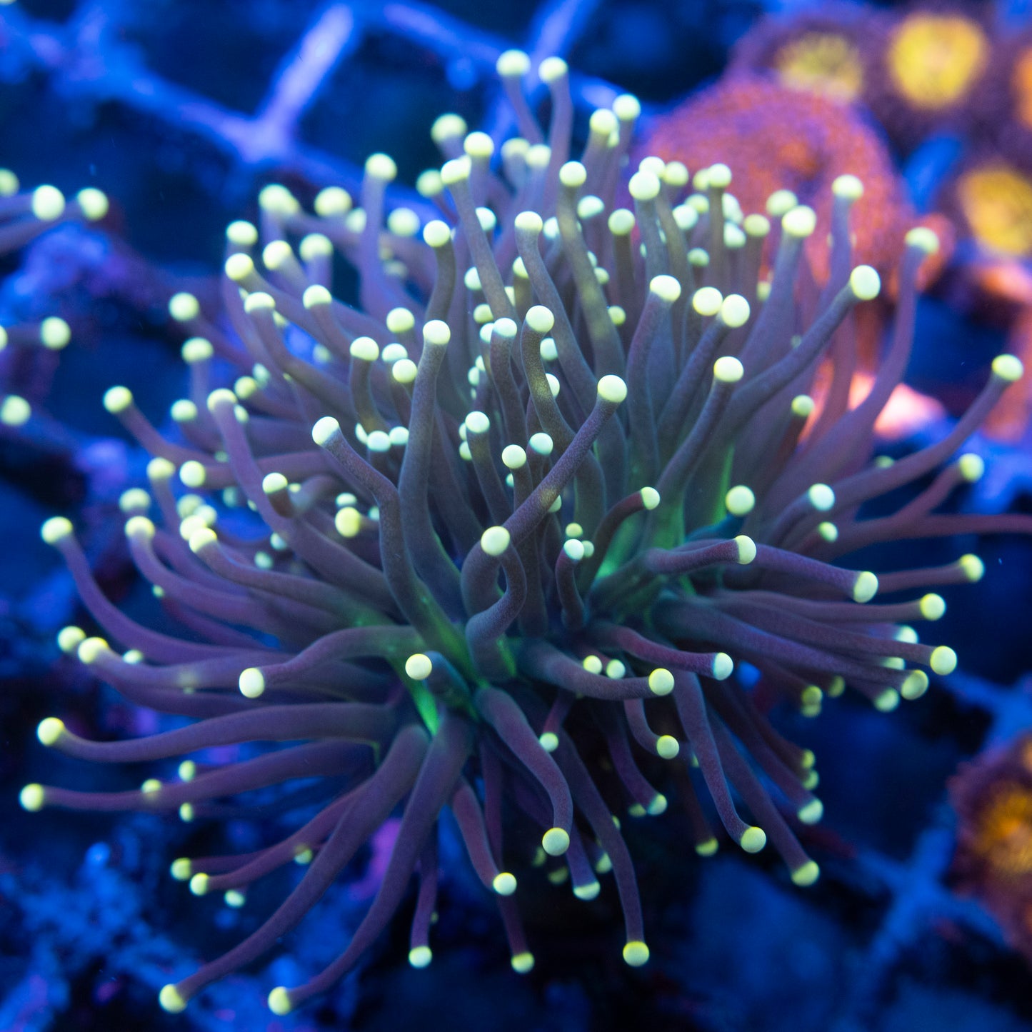 Blacklight Torch