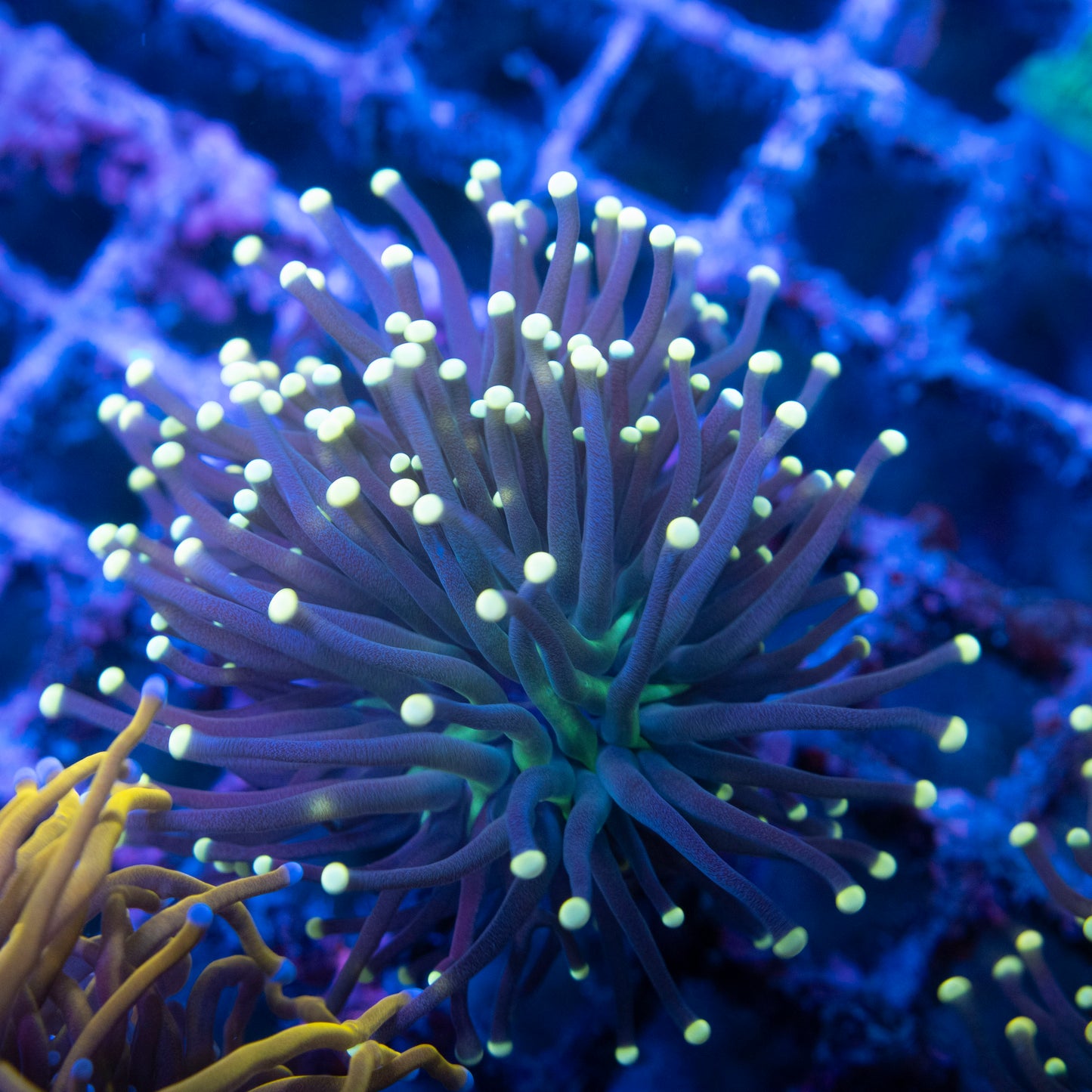 Blacklight Torch