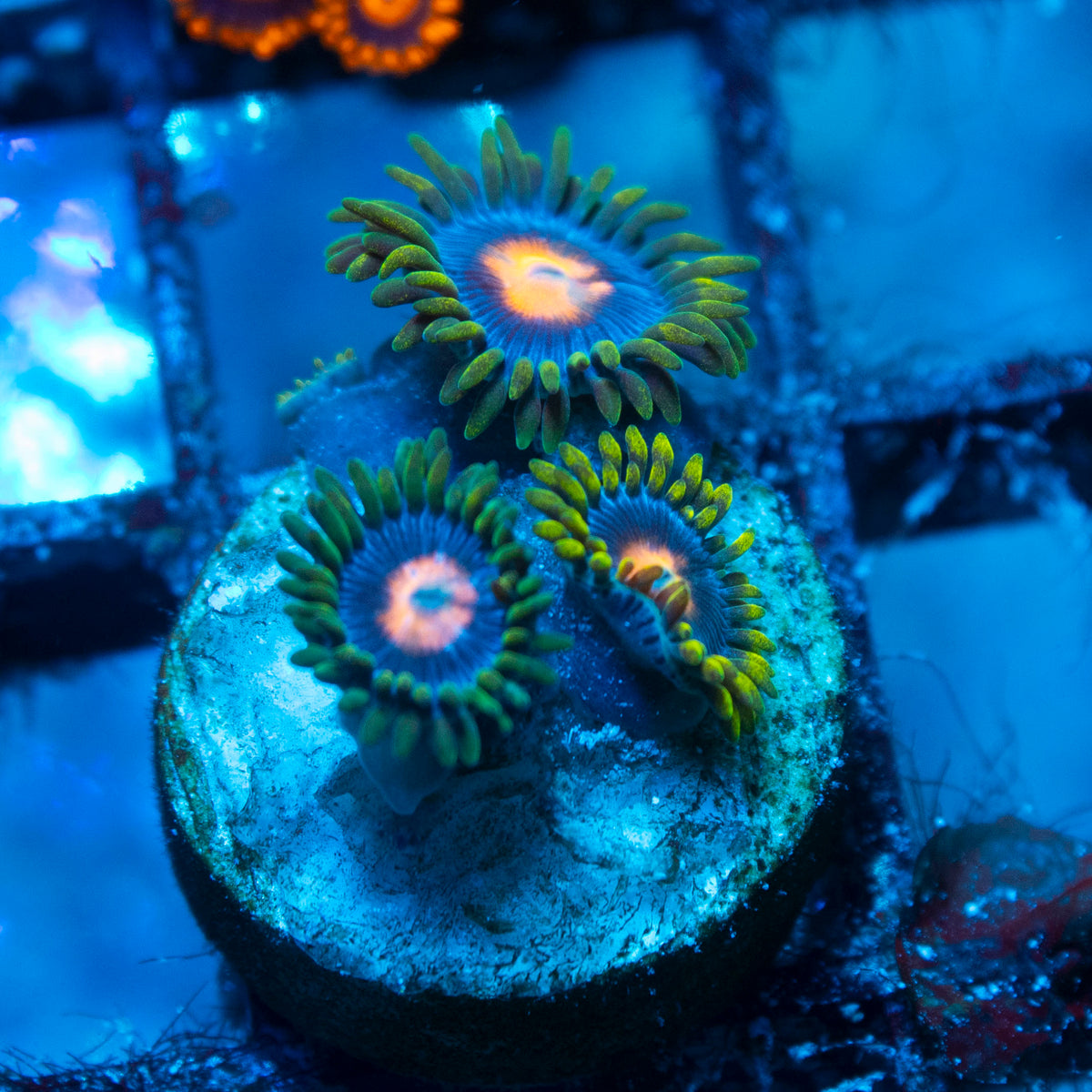 Blowpop Zoa live reef coral - AquaGemCorals