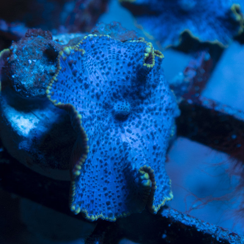Blue Disco Mushroom live coral for reef aquarium