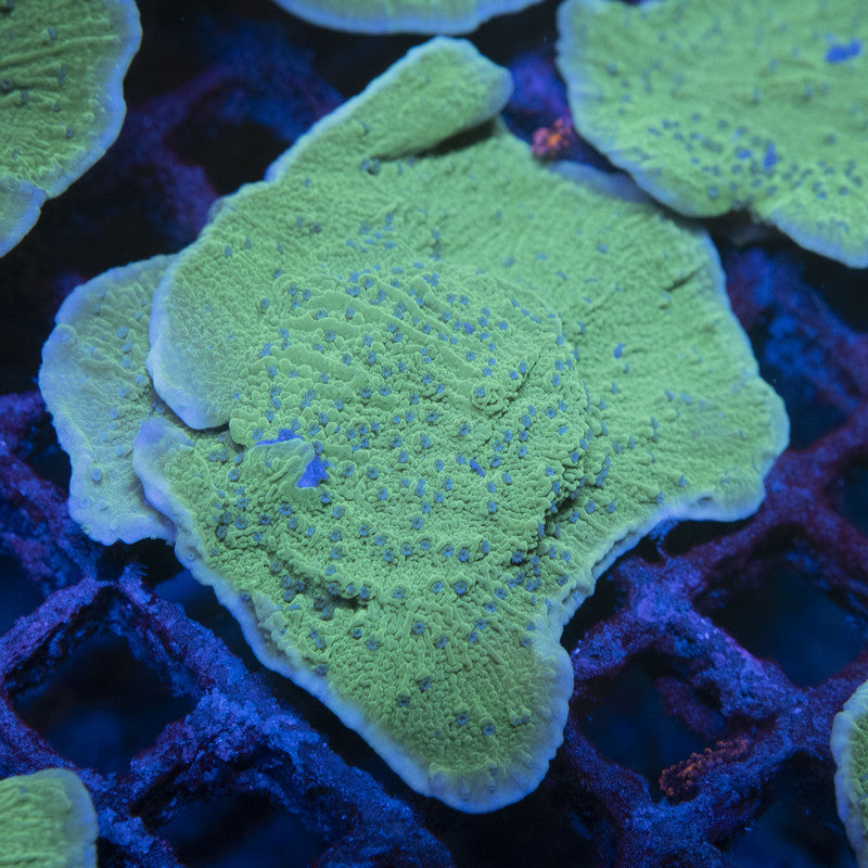 ORA Aquacultured Blue Polyp Montipora Cap