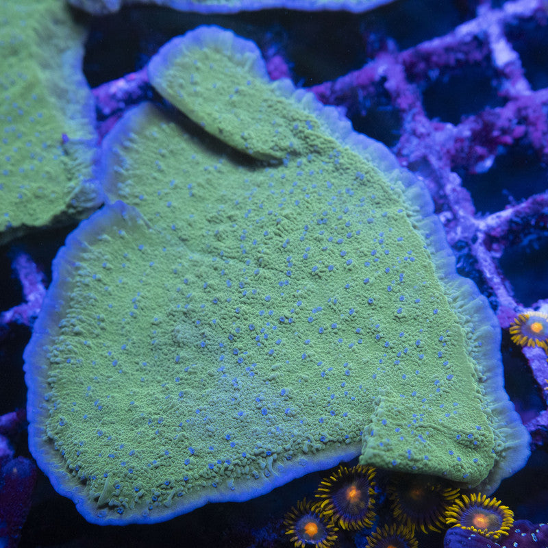 Blue Polyp Montipora Cap WYSIWYG live coral for sale at AquaGemCorals