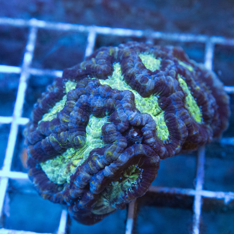 Blue Wilsoni Coral WYSIWYG live coral for sale at AquaGemCorals
