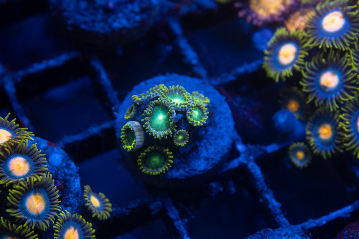 Radioactive Dragon Eye Zoa | AquaGemCorals