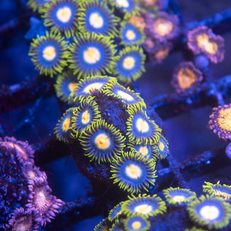 Blueberry Pie Zoa